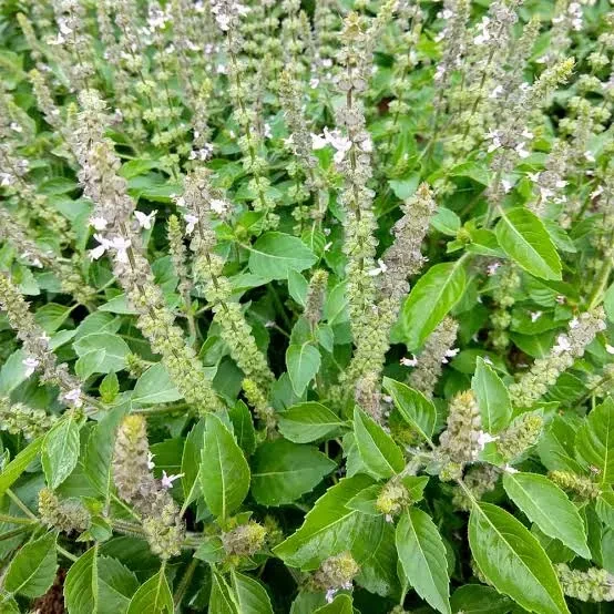Tulsi