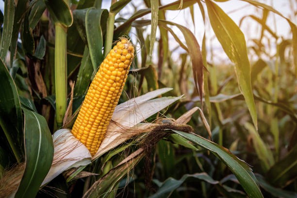 Maize
